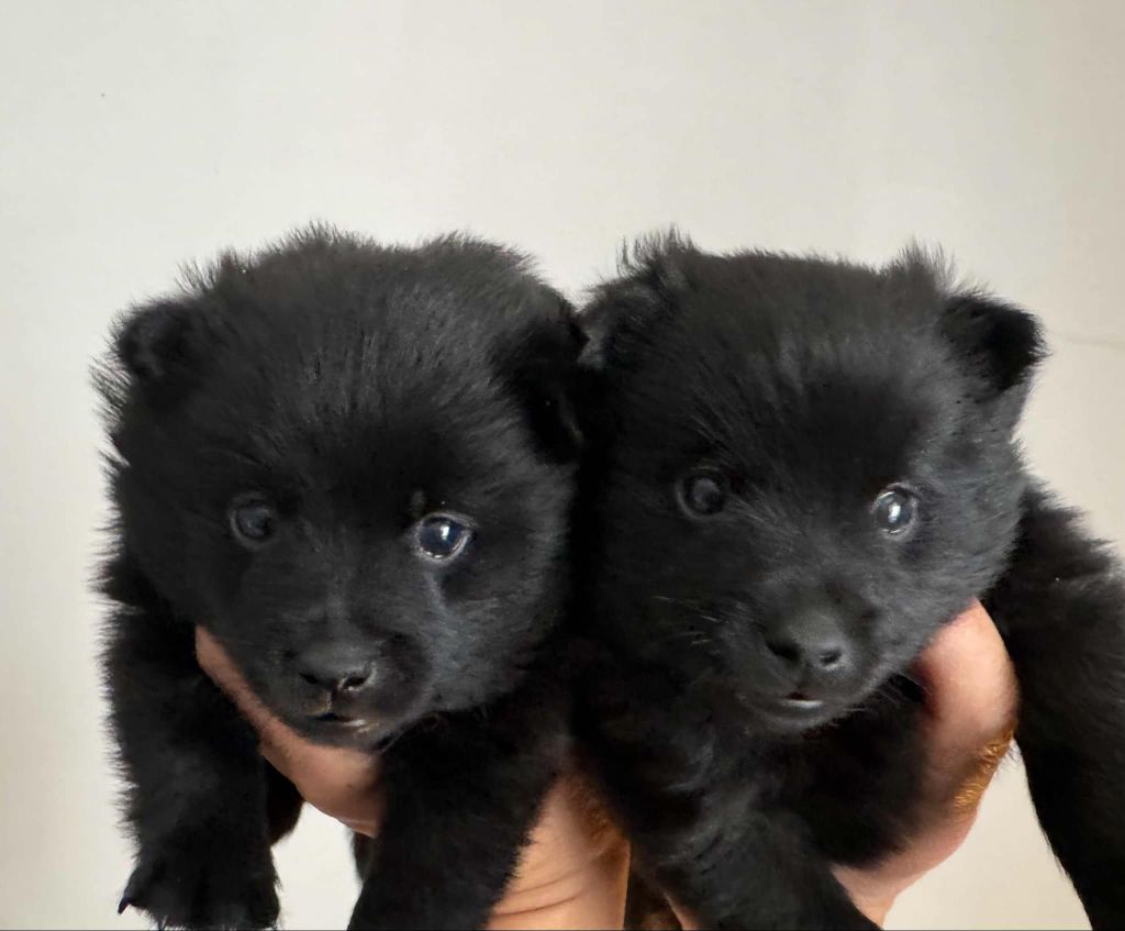 du Mas de Valaurine - Chiot disponible  - Schipperke