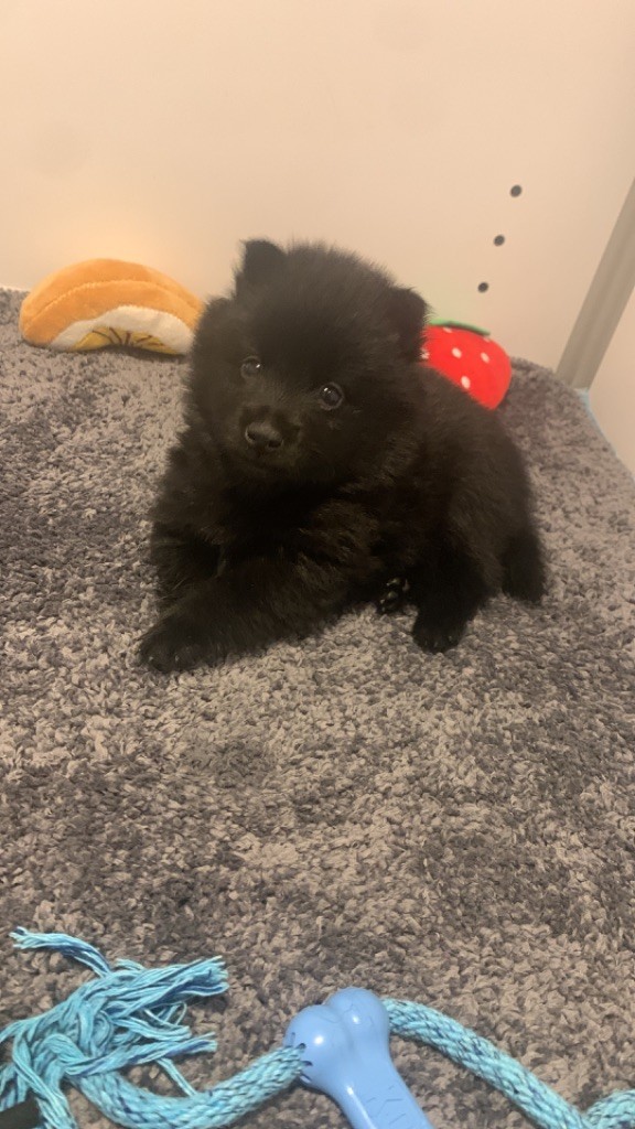 du Mas de Valaurine - Chiot disponible  - Schipperke