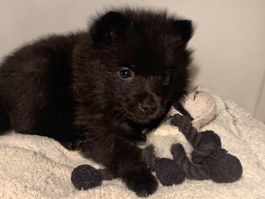 du Mas de Valaurine - Chiot disponible  - Schipperke