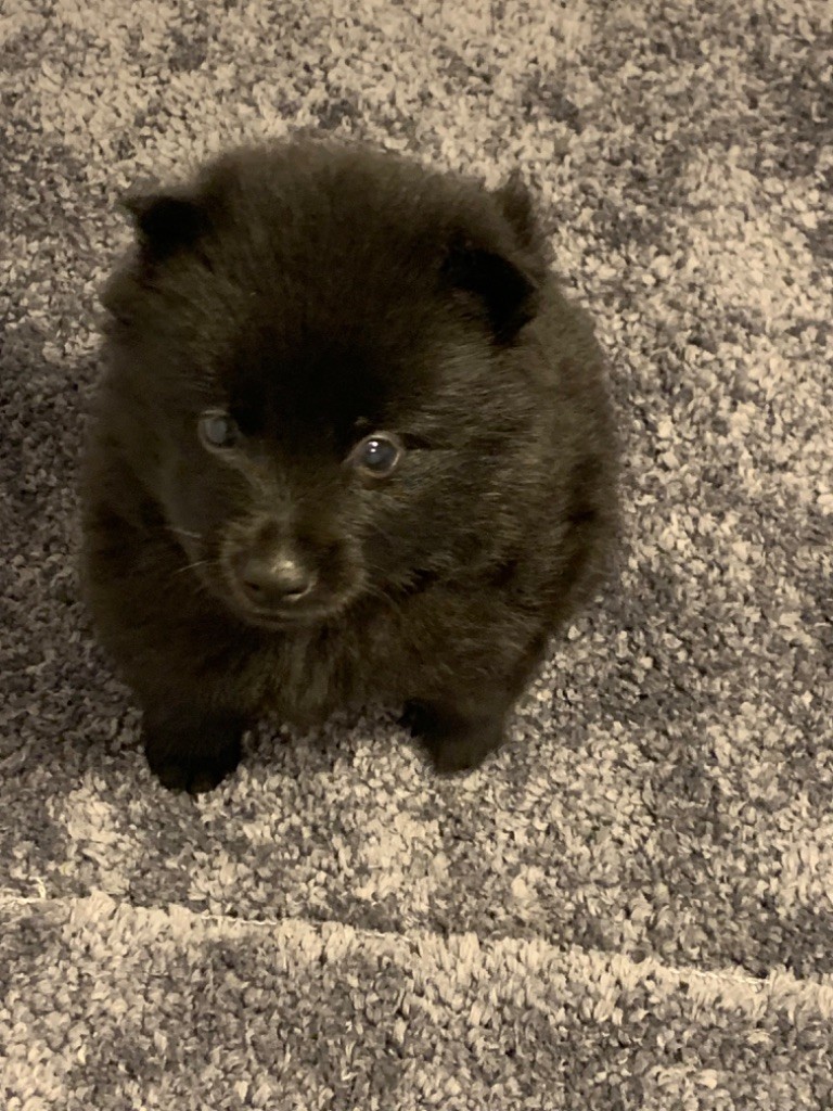 du Mas de Valaurine - Chiot disponible  - Schipperke