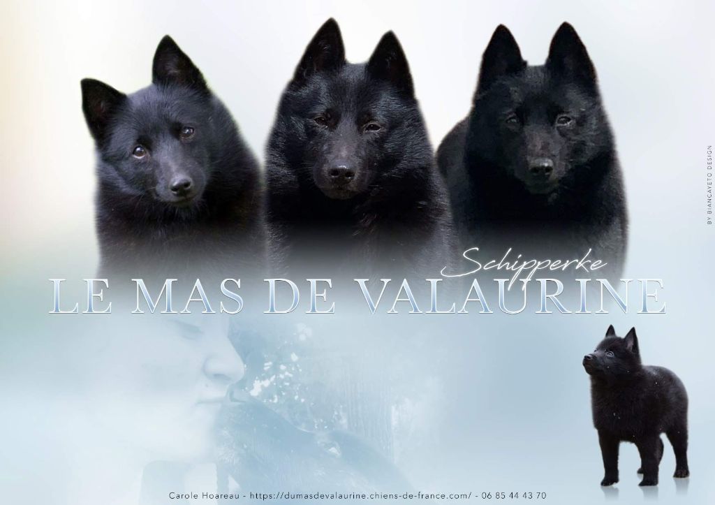 du Mas de Valaurine - Chiot disponible  - Schipperke