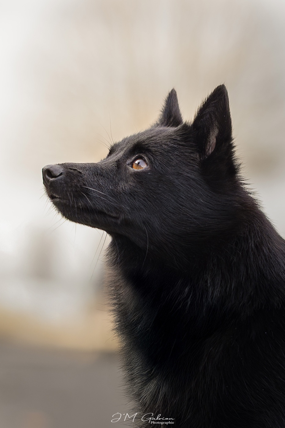 Uranie du Mas de Valaurine