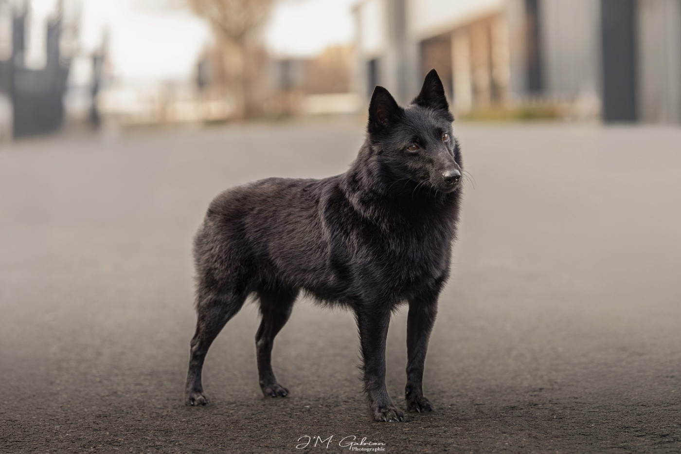 Topaze du Mas de Valaurine