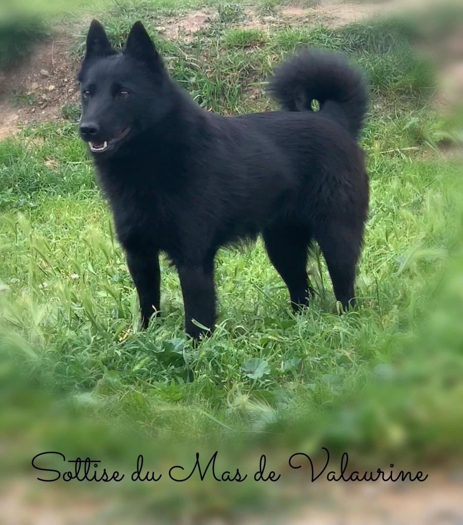 Sottise du Mas de Valaurine