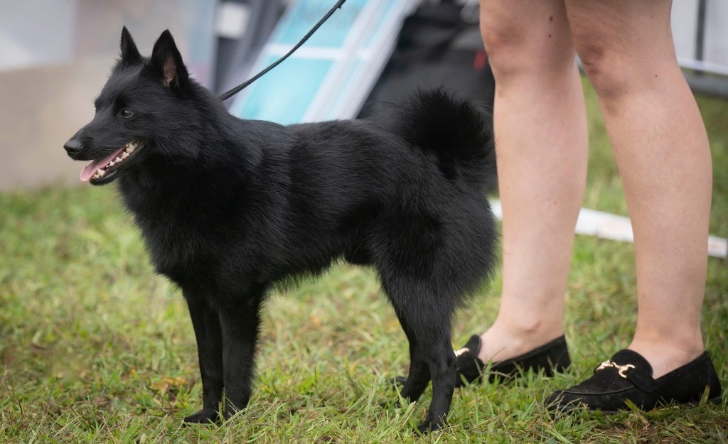 Viking little black wolf du Mas de Valaurine