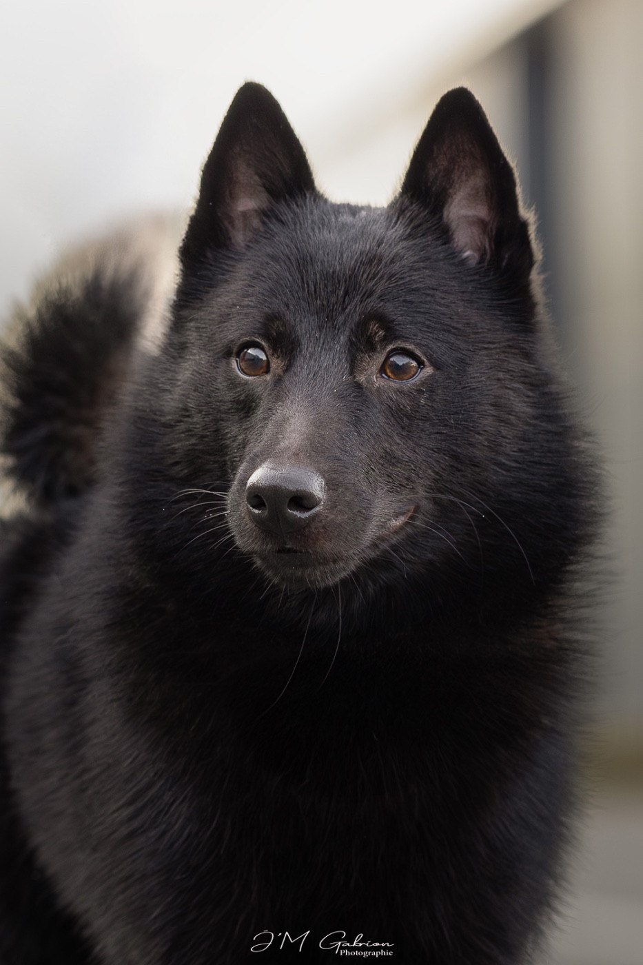 Aktarus du Mas de Valaurine
