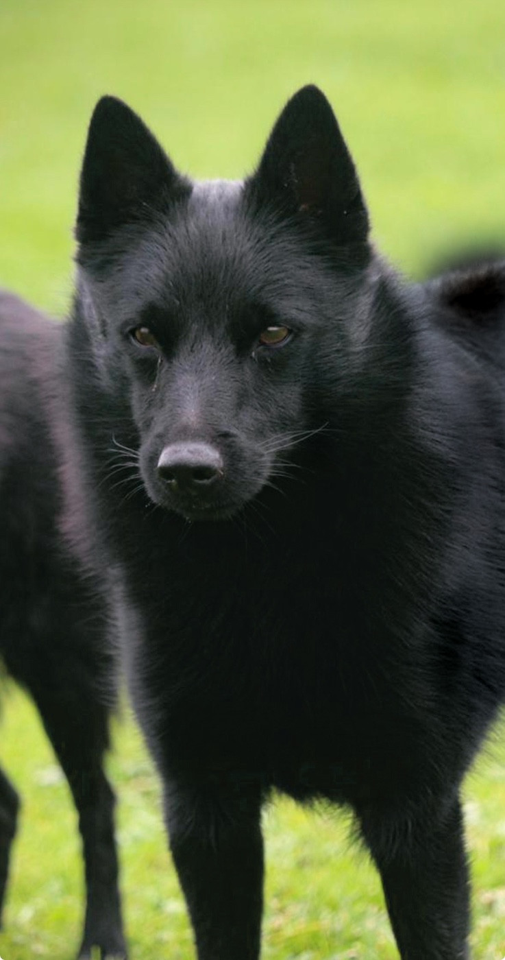 Ukulele du Mas de Valaurine