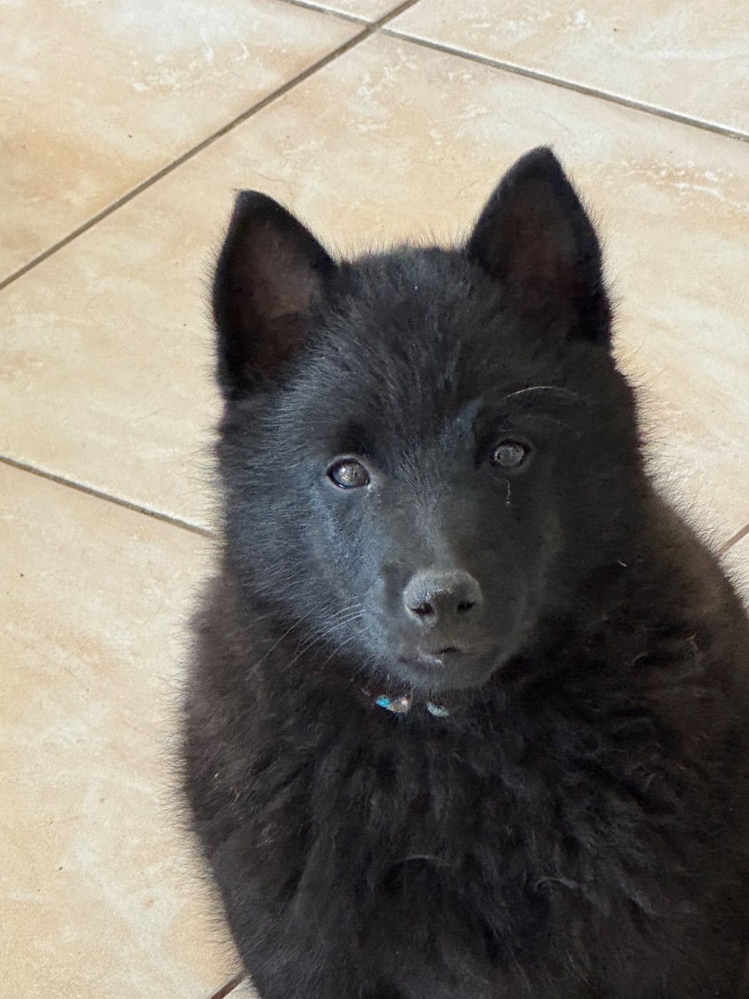 Al Capone du Mas de Valaurine