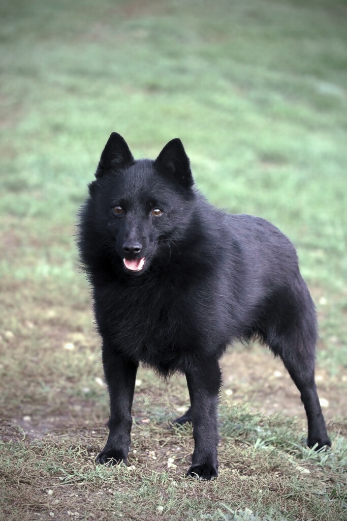 Tybalt devient Champion de France 2025