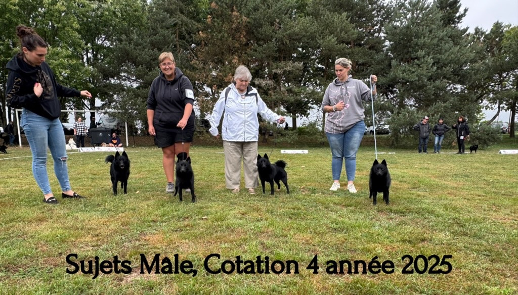 National d'élevage 2025 ! Sujet recommandé par le club de race