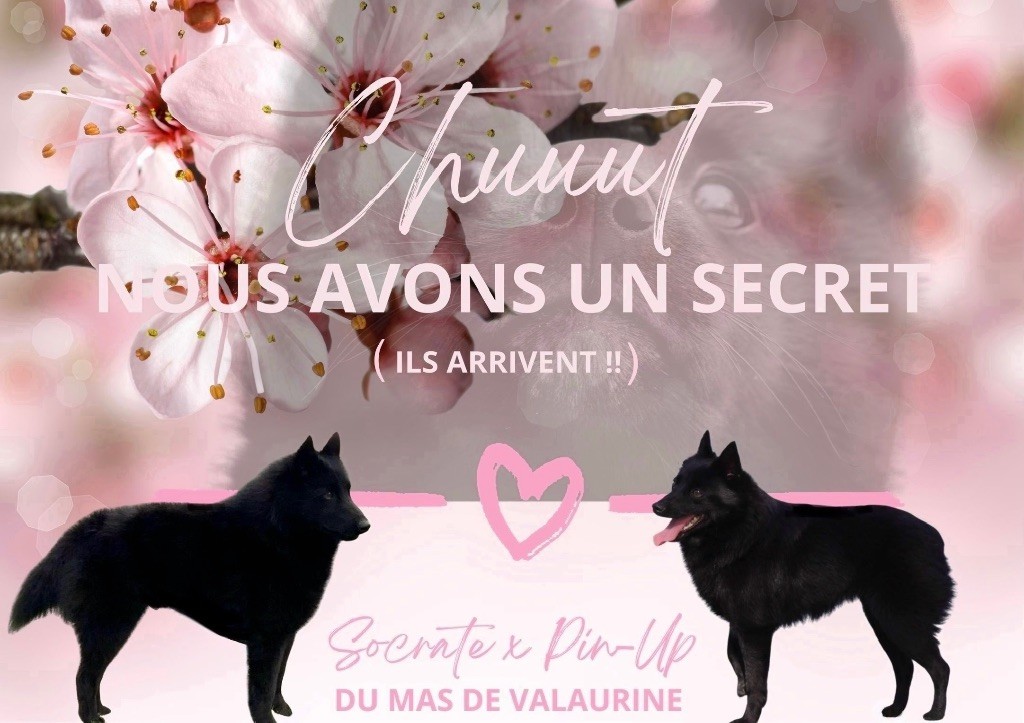 Les bébés de Socrate et Pin-Up arrivent !