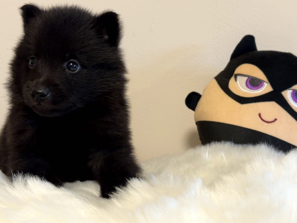 du Mas de Valaurine - Chiots disponibles - Schipperke