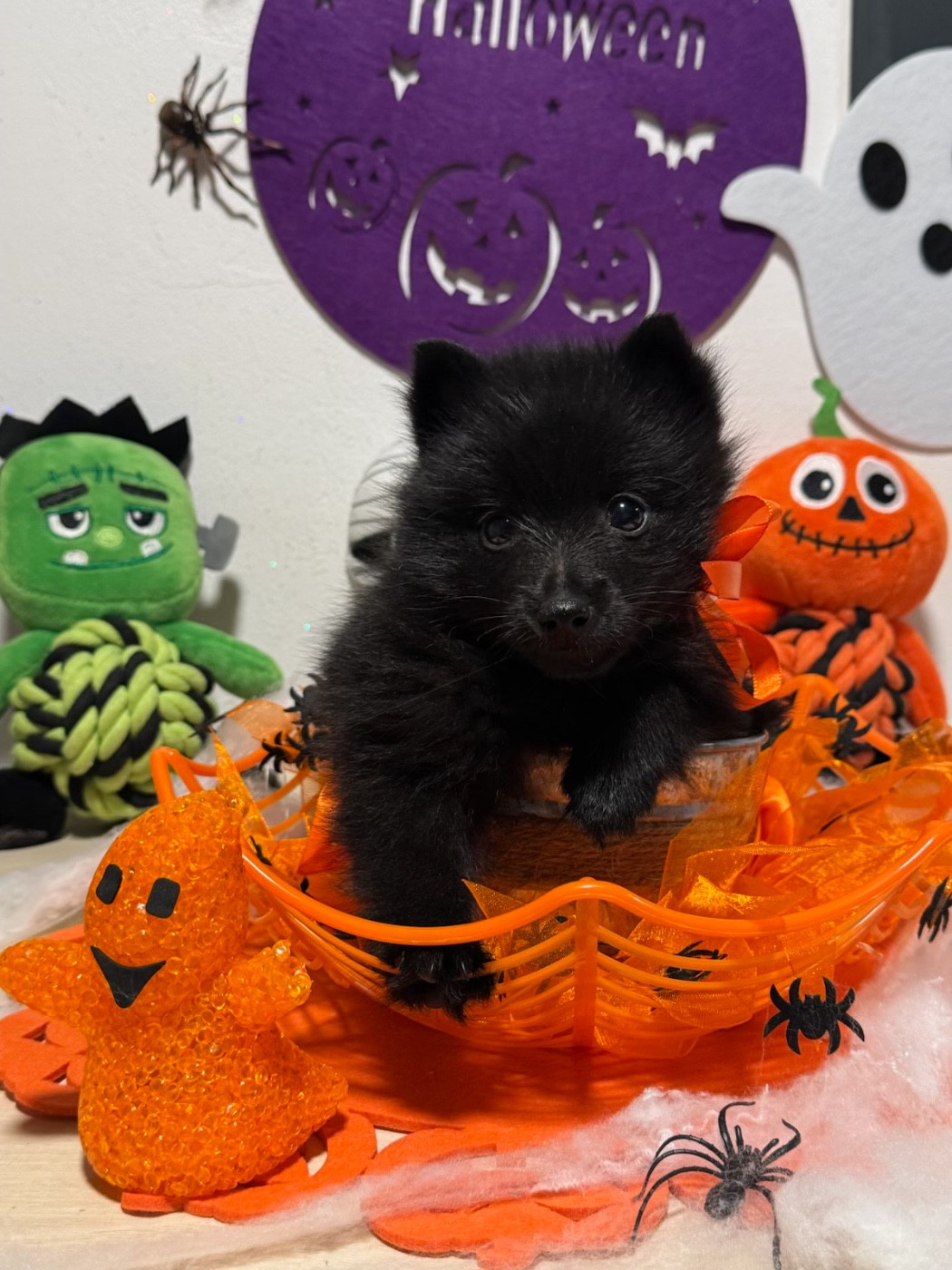 du Mas de Valaurine - Chiots disponibles - Schipperke