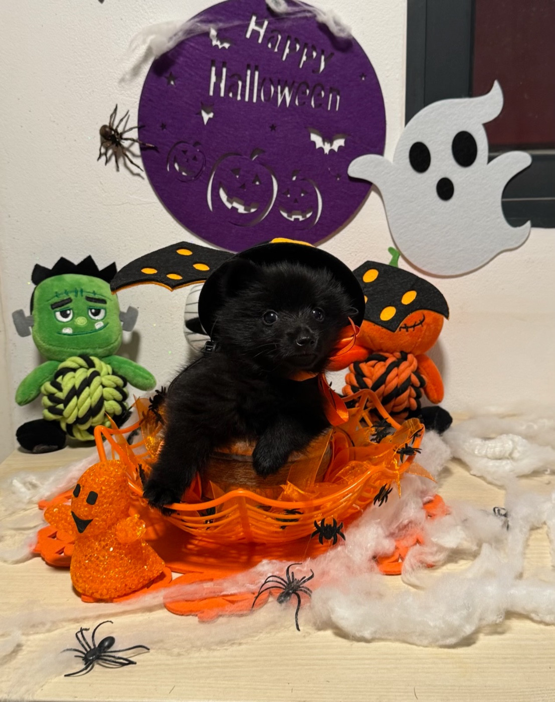 du Mas de Valaurine - Chiots disponibles - Schipperke