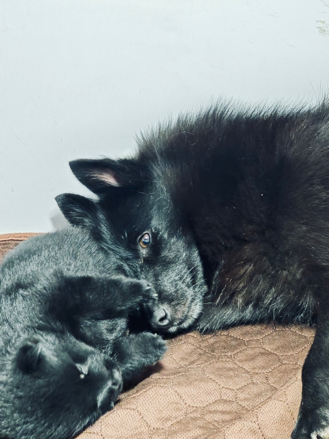 du Mas de Valaurine - Schipperke - Portée née le 31/10/2025