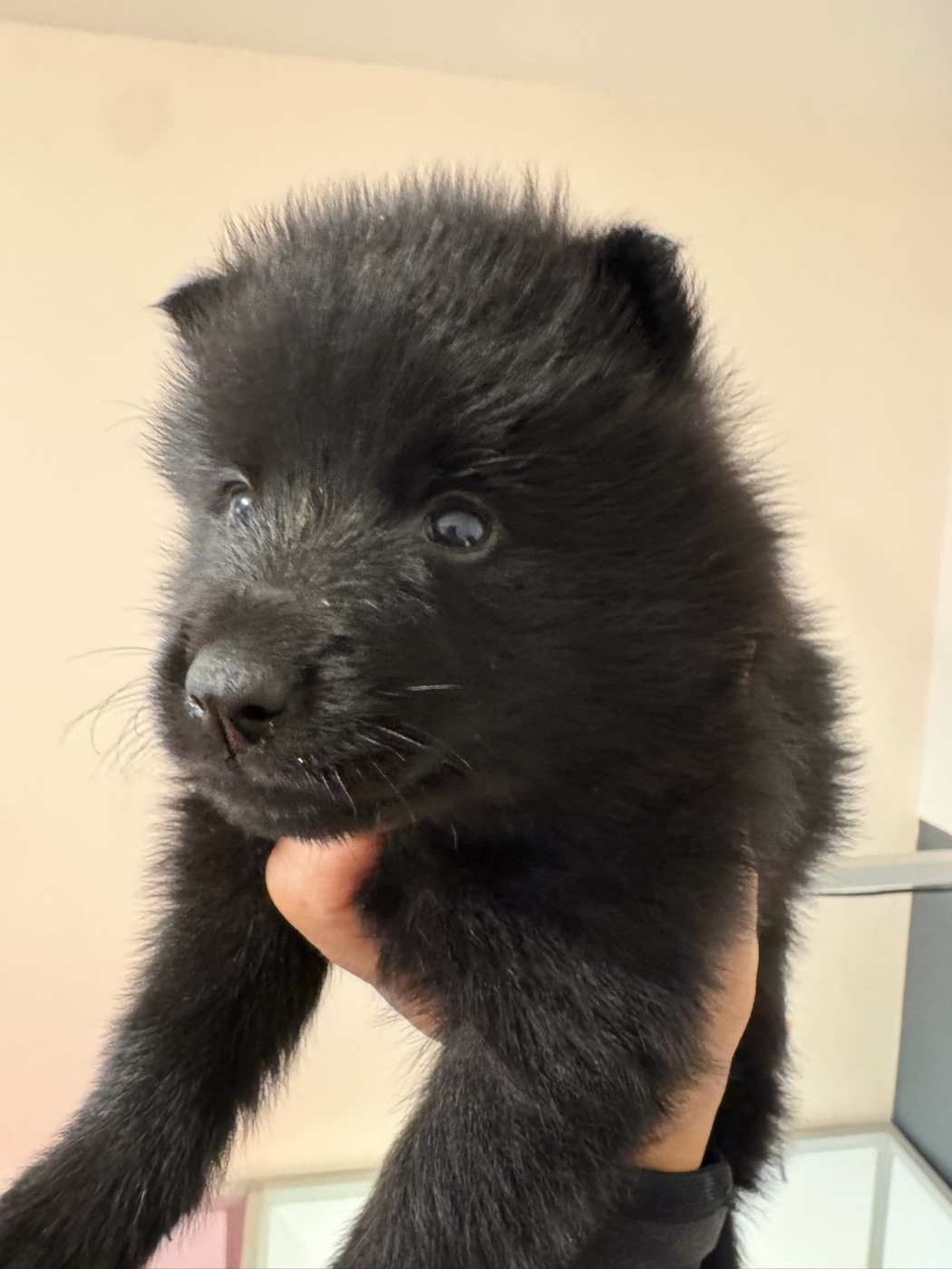 du Mas de Valaurine - Chiots disponibles - Schipperke