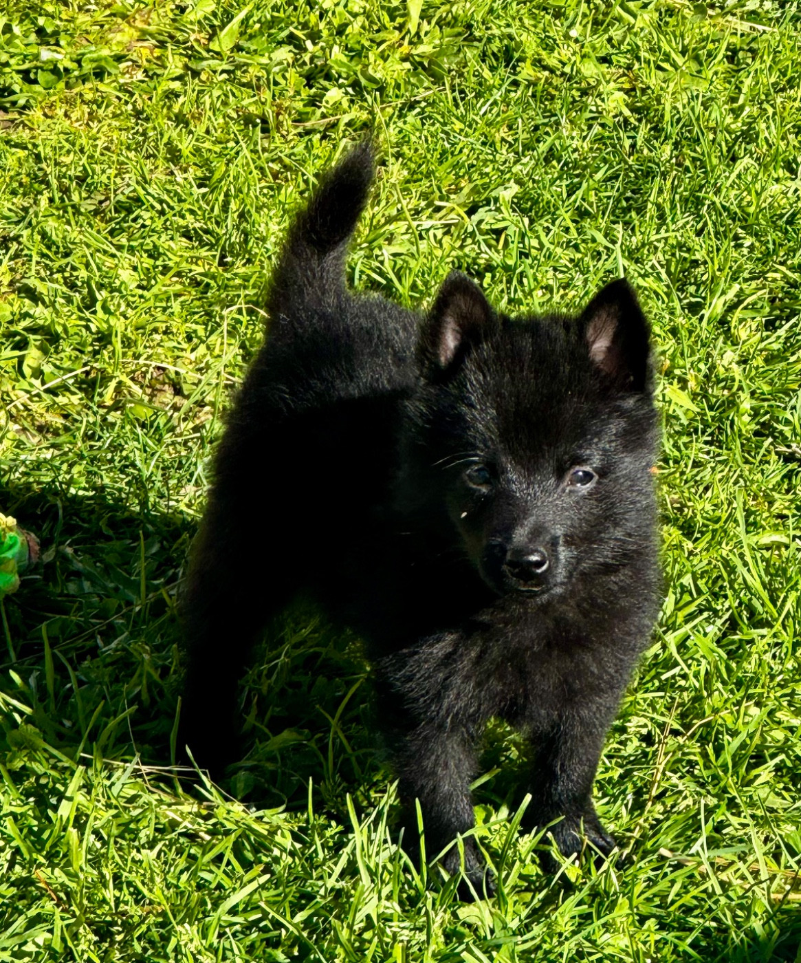 du Mas de Valaurine - Chiots disponibles - Schipperke