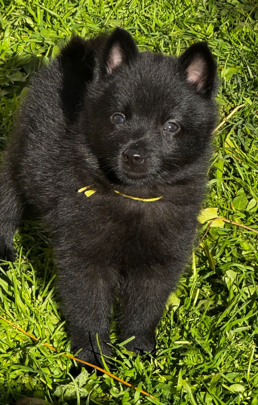 du Mas de Valaurine - Chiots disponibles - Schipperke