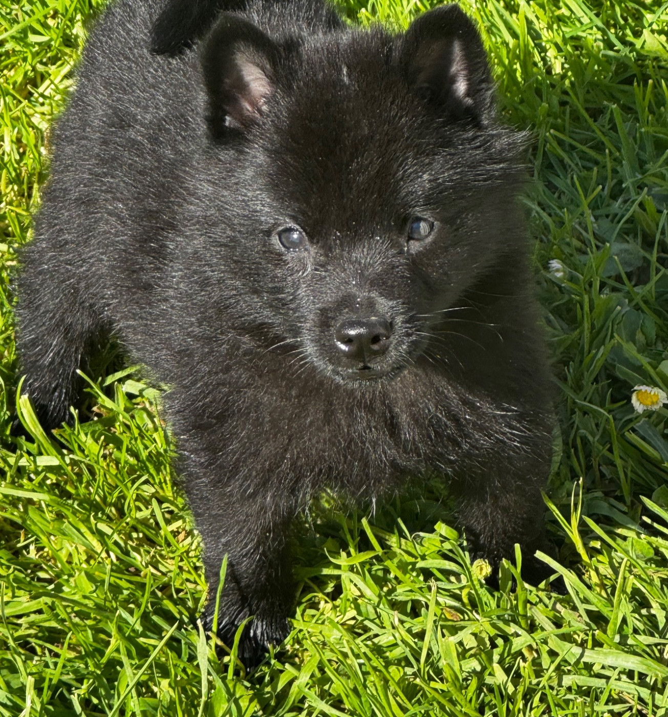 du Mas de Valaurine - Chiots disponibles - Schipperke