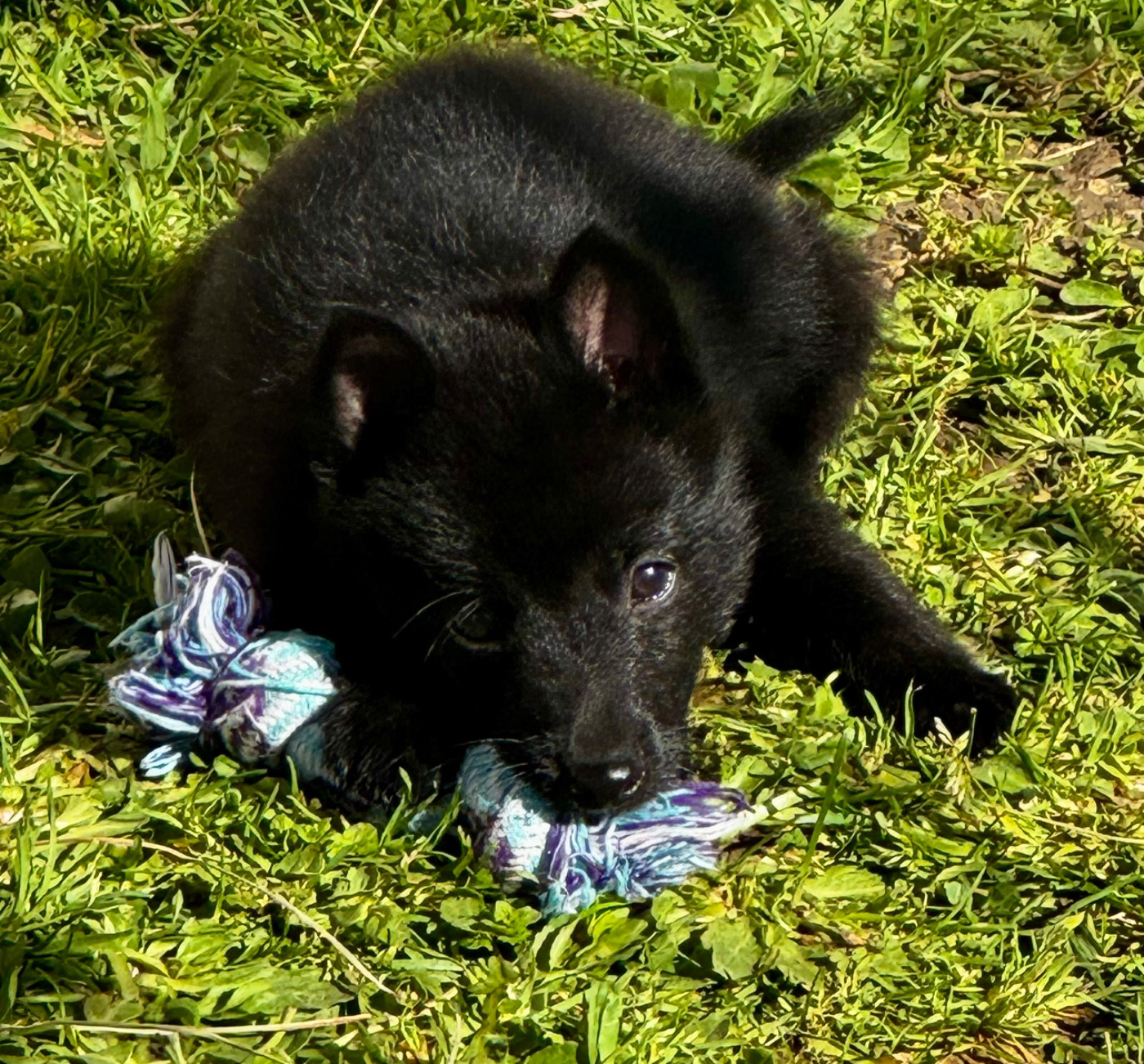 du Mas de Valaurine - Chiots disponibles - Schipperke