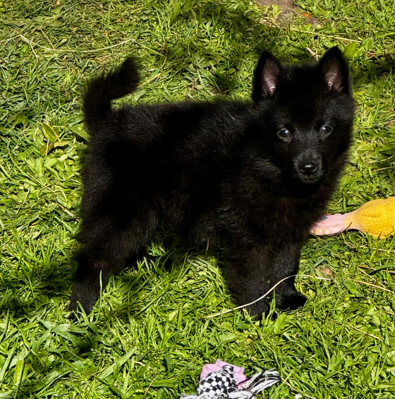 du Mas de Valaurine - Chiots disponibles - Schipperke