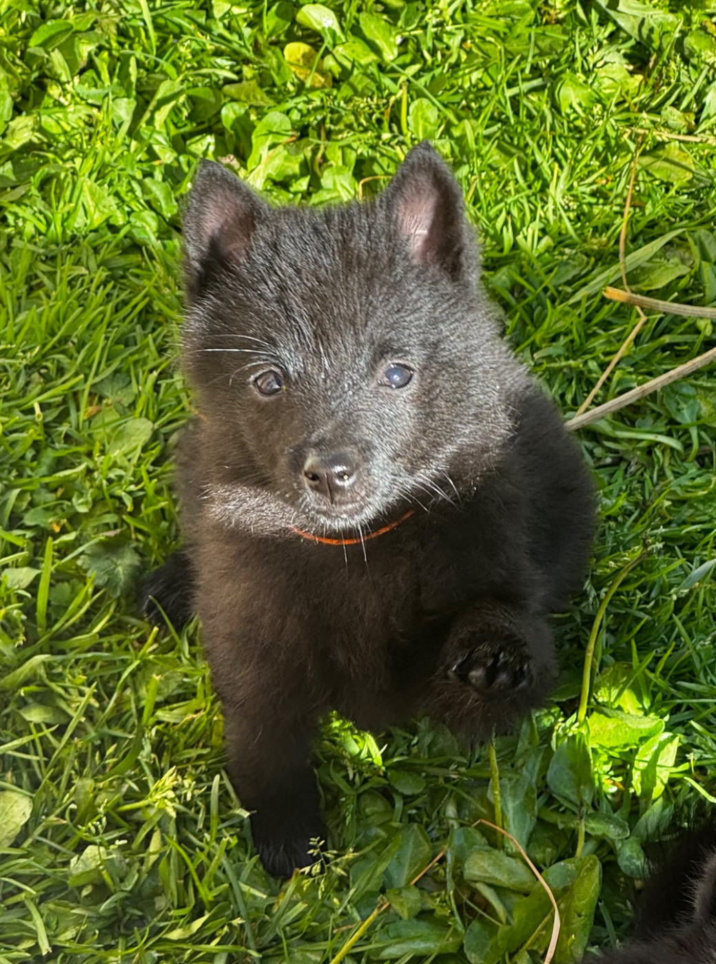 du Mas de Valaurine - Chiots disponibles - Schipperke