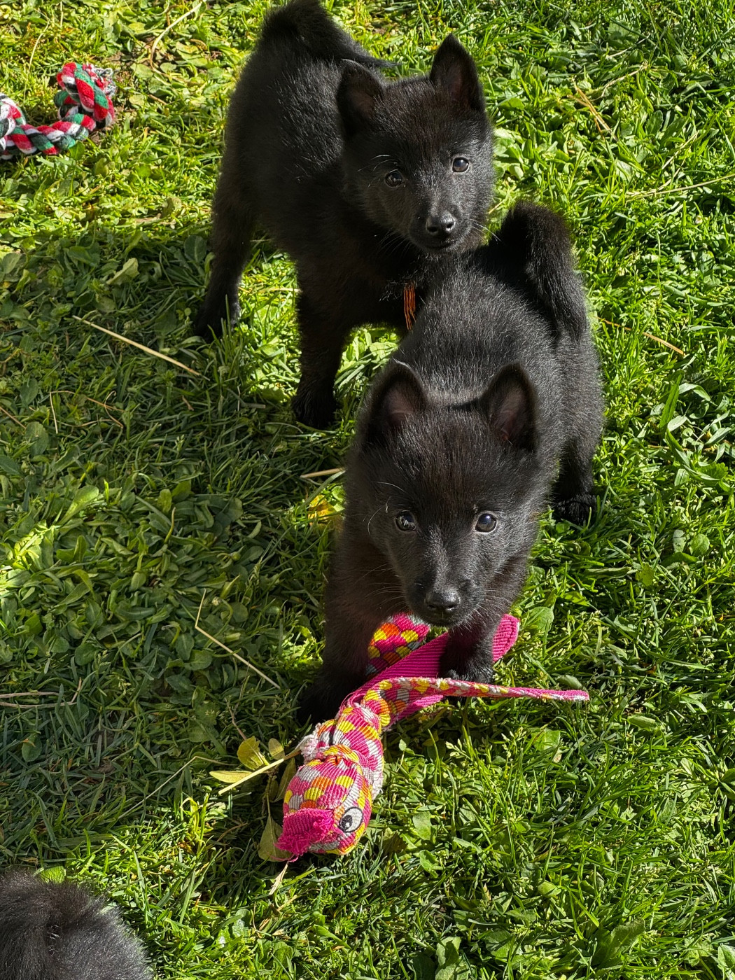 Chiot Schipperke du Mas de Valaurine
