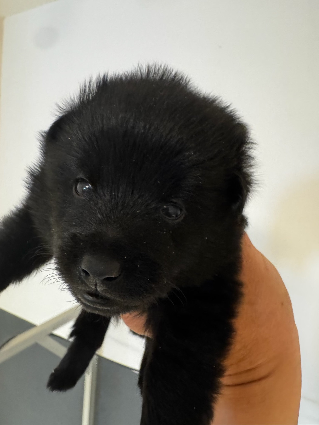 du Mas de Valaurine - Chiots disponibles - Schipperke