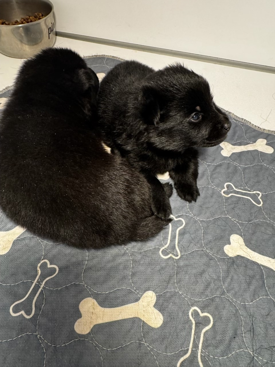 Chiot Schipperke du Mas de Valaurine