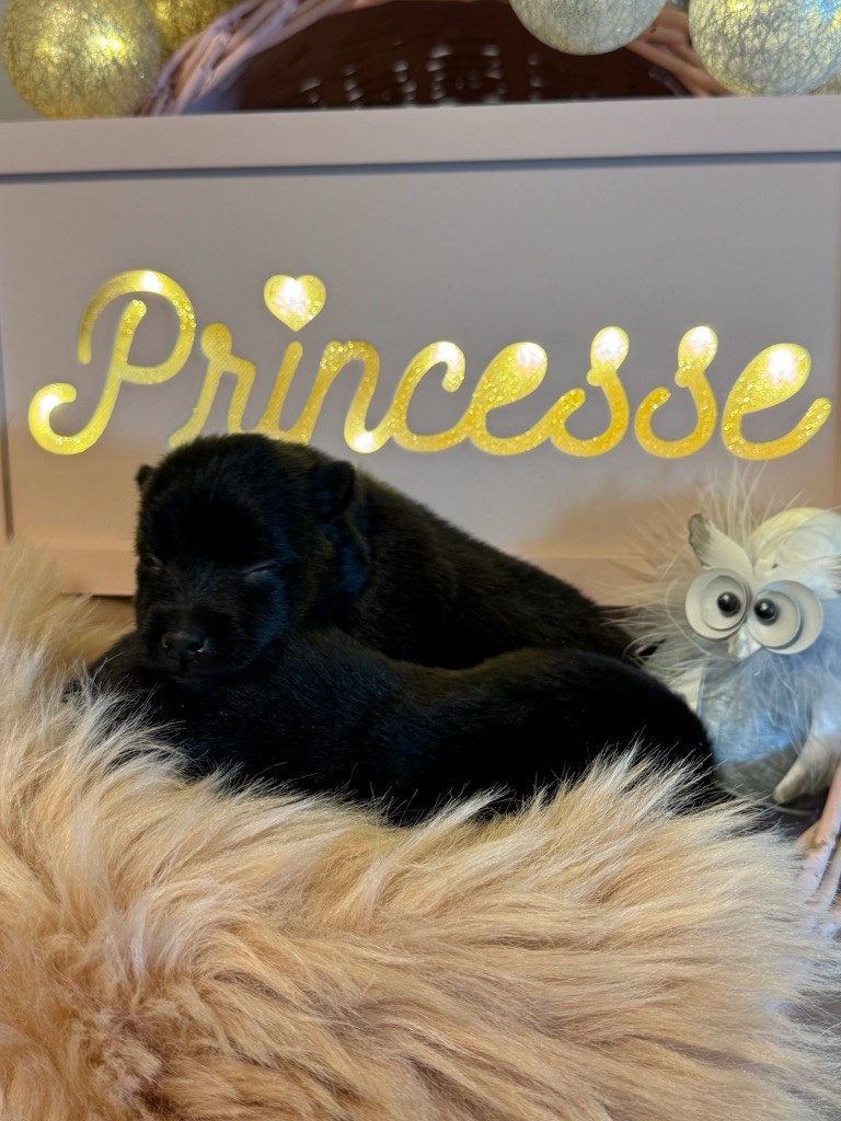du Mas de Valaurine - Chiots disponibles - Schipperke