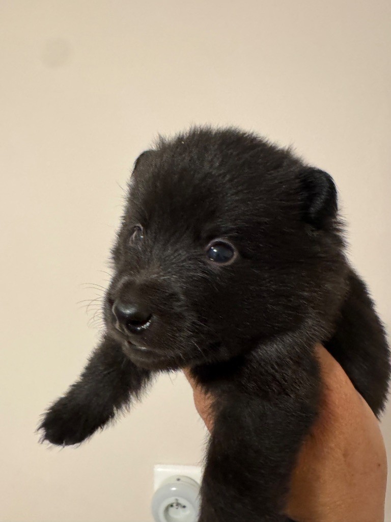 du Mas de Valaurine - Chiots disponibles - Schipperke