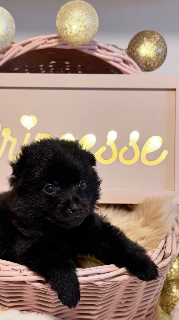 du Mas de Valaurine - Chiots disponibles - Schipperke