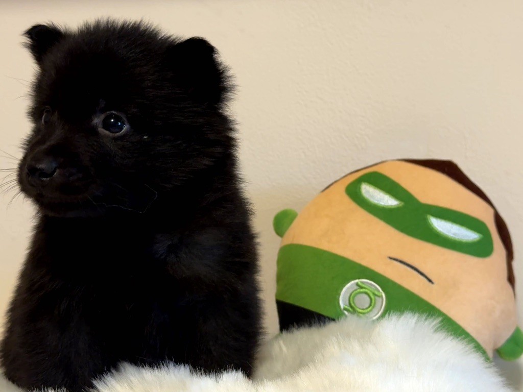 du Mas de Valaurine - Chiots disponibles - Schipperke