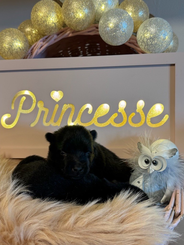 du Mas de Valaurine - Chiots disponibles - Schipperke