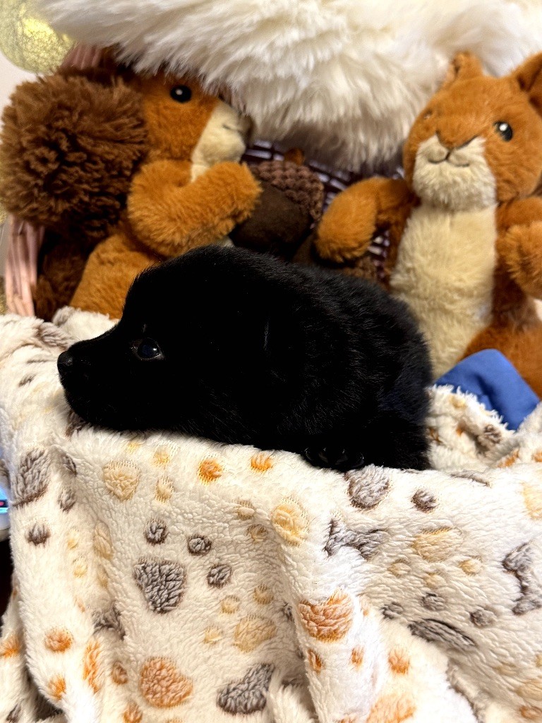 du Mas de Valaurine - Chiots disponibles - Schipperke