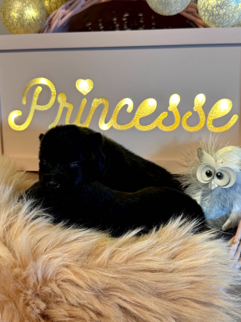 du Mas de Valaurine - Chiots disponibles - Schipperke