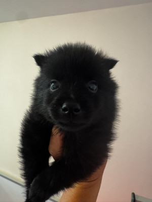 Chiot N°2