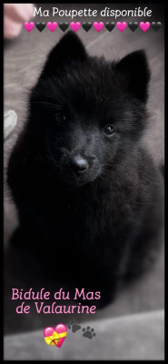 Chiot N°2