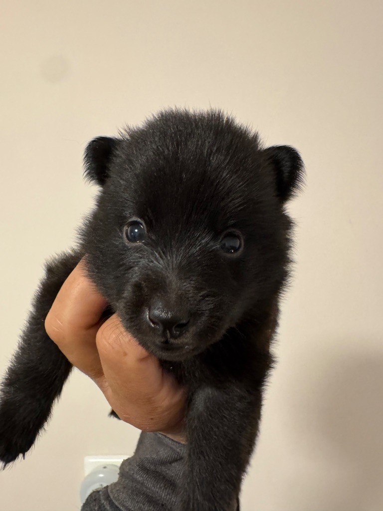 du Mas de Valaurine - Chiots disponibles - Schipperke
