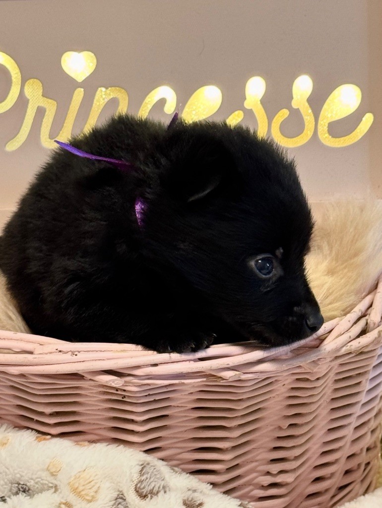 du Mas de Valaurine - Chiots disponibles - Schipperke