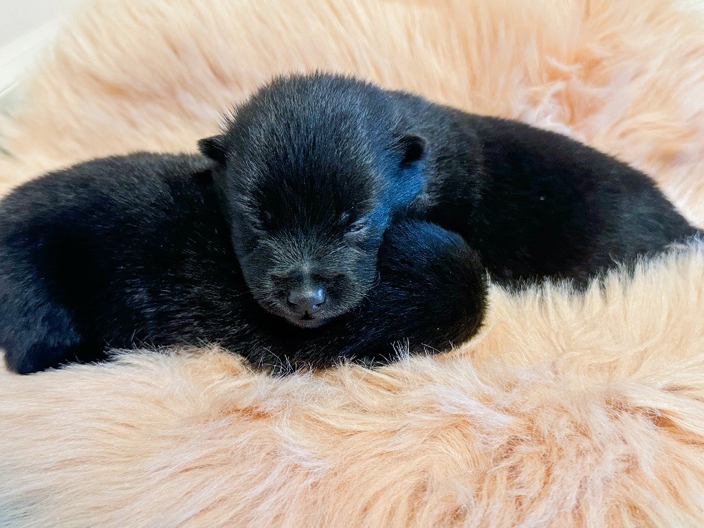 du Mas de Valaurine - Chiots disponibles - Schipperke