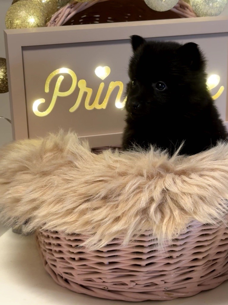 du Mas de Valaurine - Chiots disponibles - Schipperke