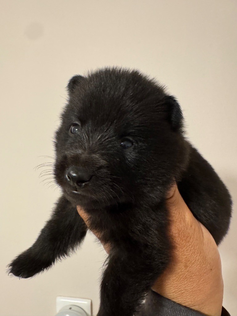 du Mas de Valaurine - Chiots disponibles - Schipperke