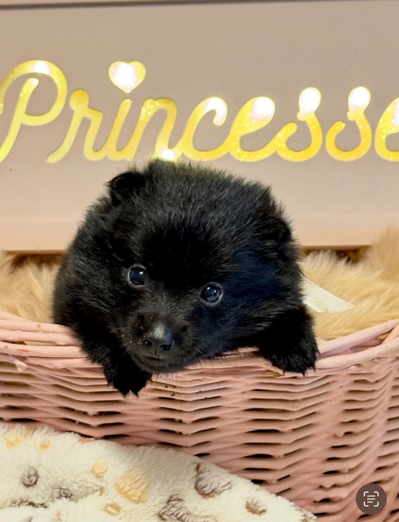 du Mas de Valaurine - Chiots disponibles - Schipperke