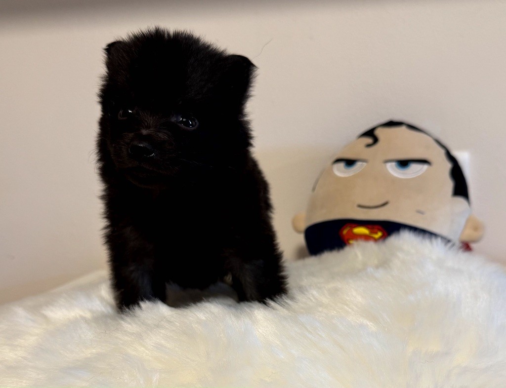 du Mas de Valaurine - Chiots disponibles - Schipperke